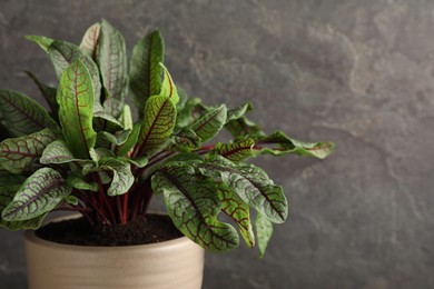 Sorrel plant in pot on grey background, closeup. Space for text