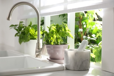 Photo of Fresh green basil in pot near window in kitchen