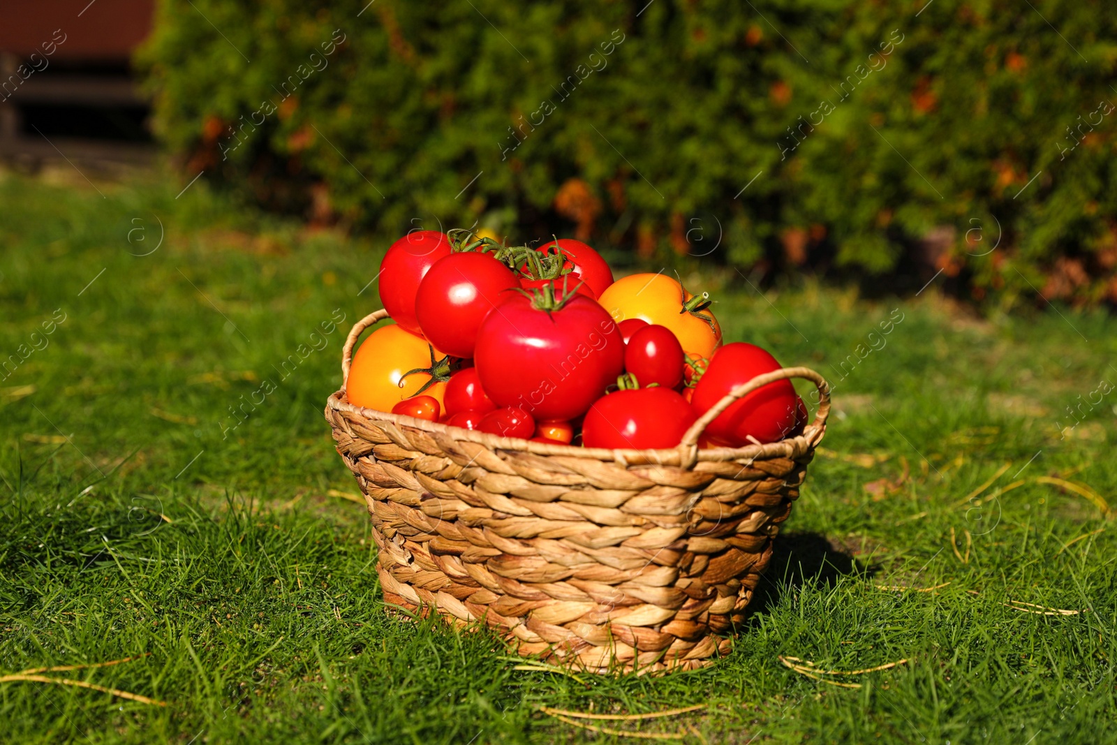 Photo of Wicker basket with fresh tomatoes on green grass outdoors