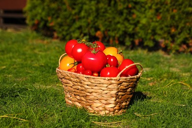 Wicker basket with fresh tomatoes on green grass outdoors