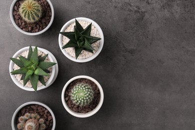 Many different succulent plants in pots on grey table, flat lay. Space for text