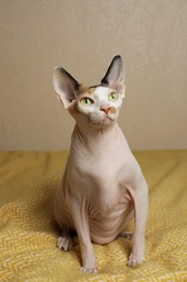 Photo of Beautiful Sphynx cat on yellow plaid against beige background