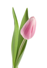 Beautiful pink spring tulip on white background