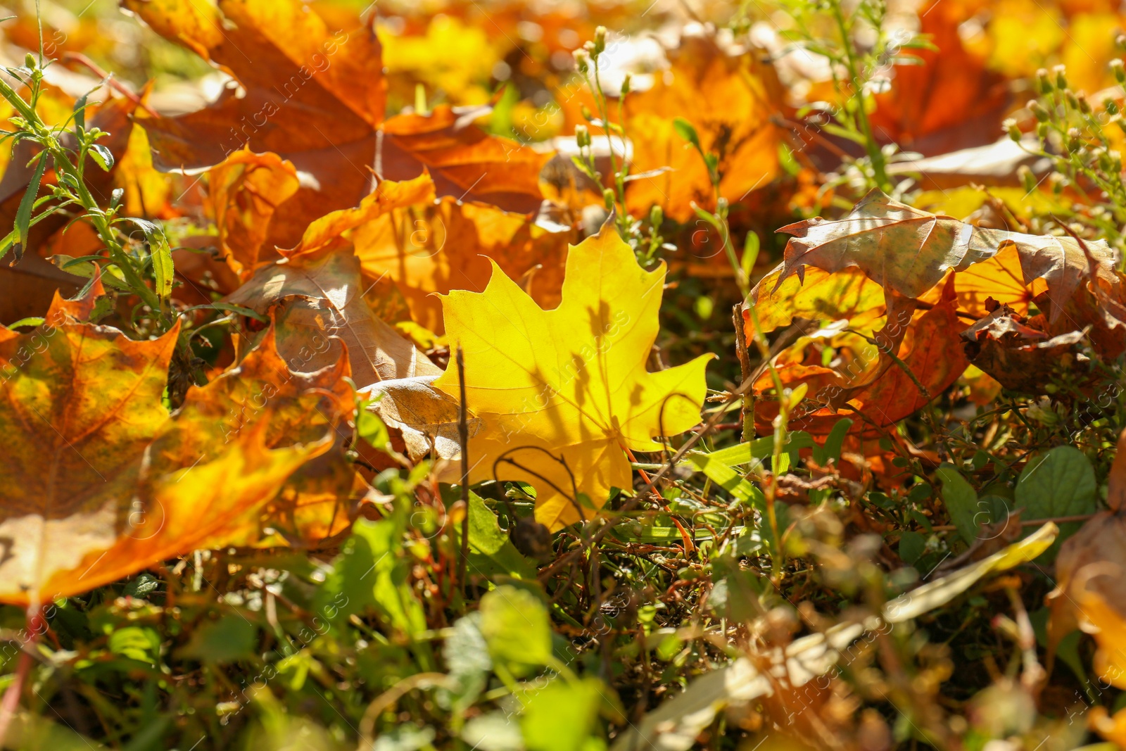 Photo of Beautiful dry leaves on grass outdoors. Autumn season