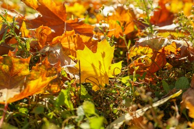 Photo of Beautiful dry leaves on grass outdoors. Autumn season