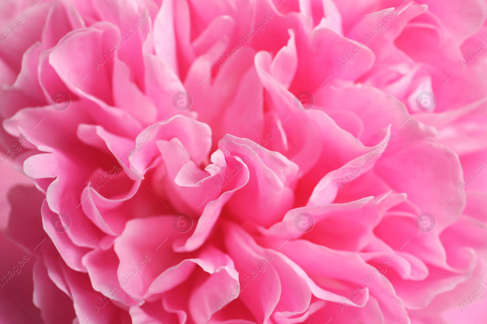 Photo of Beautiful fresh peony flower as background, top view