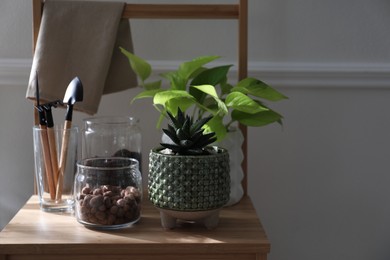Beautiful potted houseplants and gardening tools on chair indoors