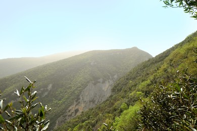 Picturesque view of green forest in mountains