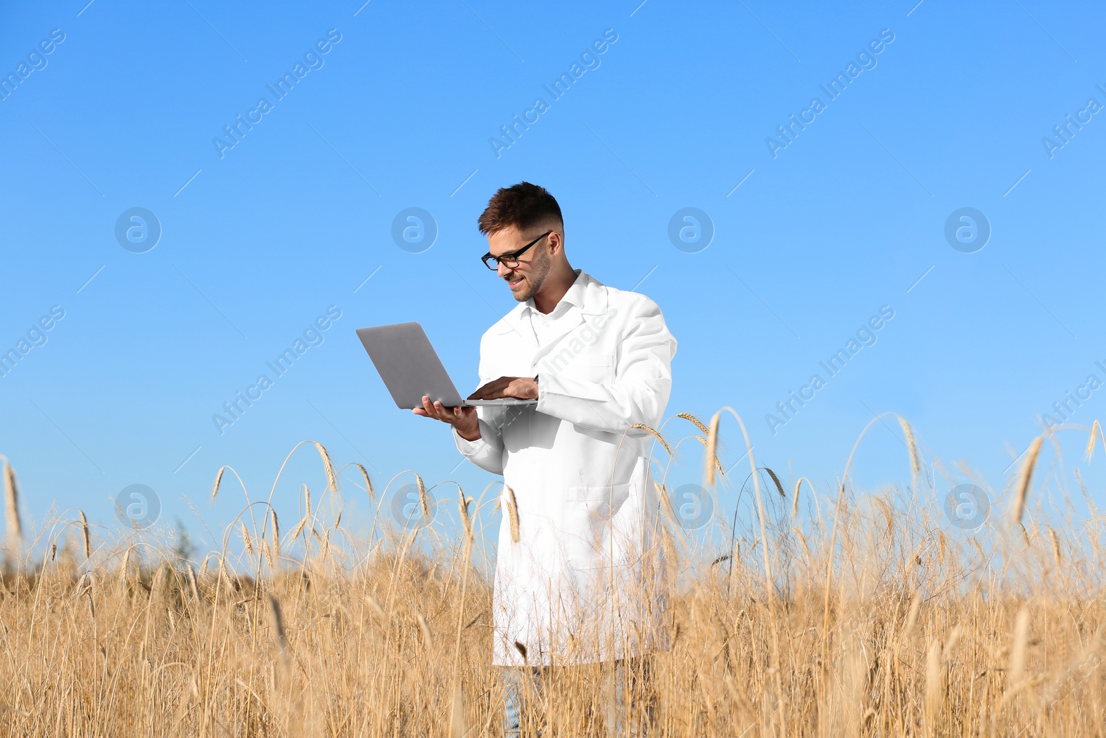 Photo of Agronomist with laptop in wheat field. Cereal grain crop