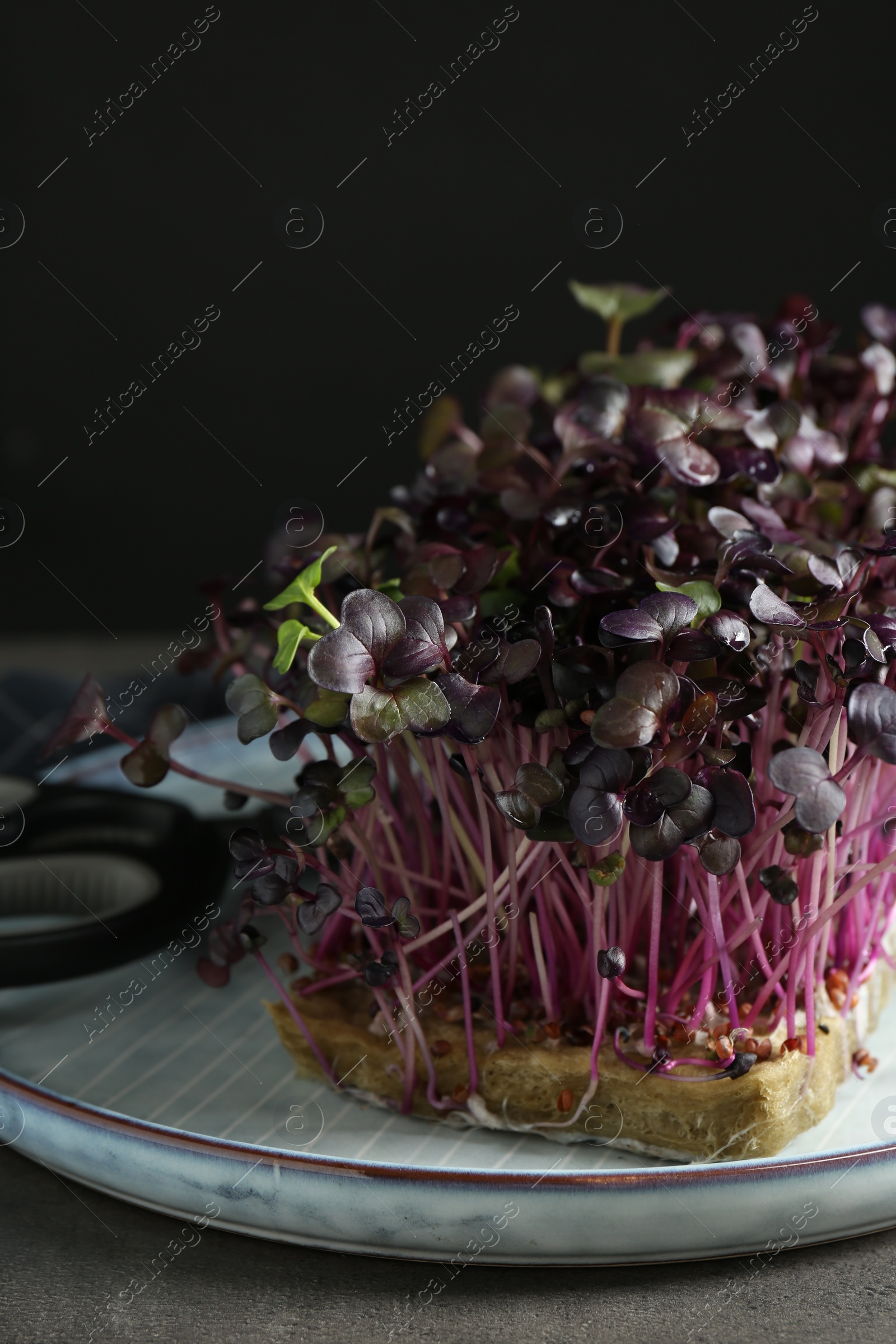 Photo of Fresh radish microgreen and scissors on grey table