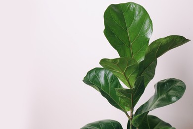 Beautiful ficus plant on beige background, space for text. House decor