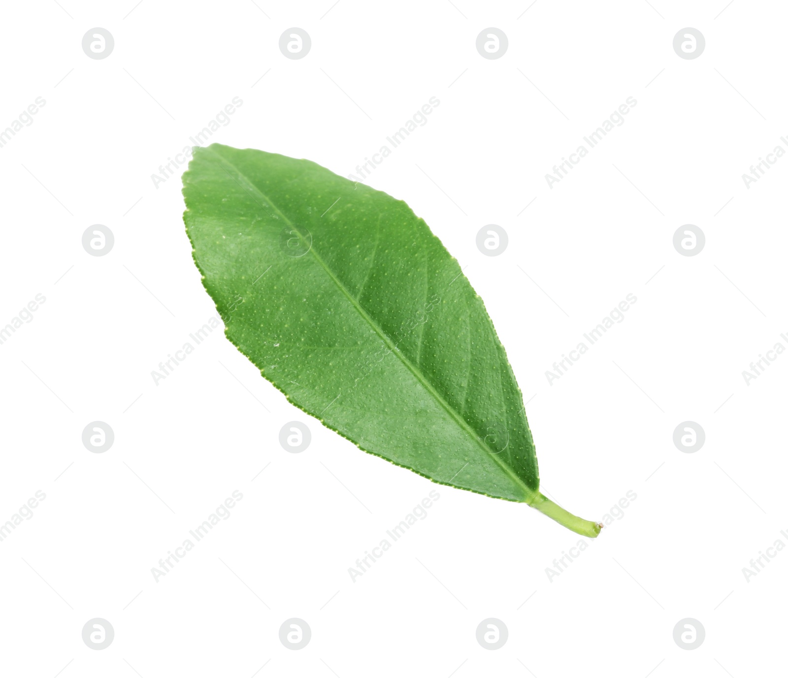 Photo of Fresh green citrus leaf on white background