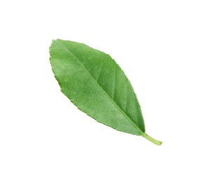 Photo of Fresh green citrus leaf on white background