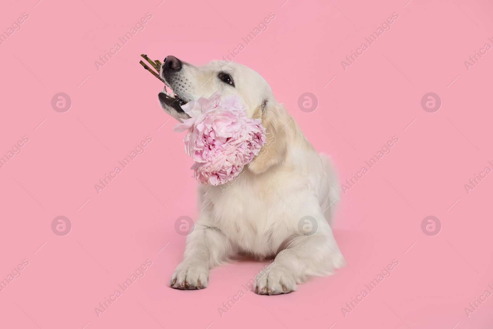 Photo of Cute Labrador Retriever with beautiful peony flowers on pink background