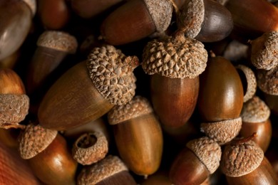 Photo of Pile of acorns as background, closeup view