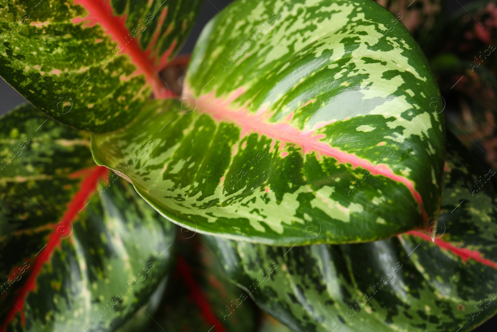 Photo of Aglaonema with beautiful leaves as background, closeup. Tropical plant