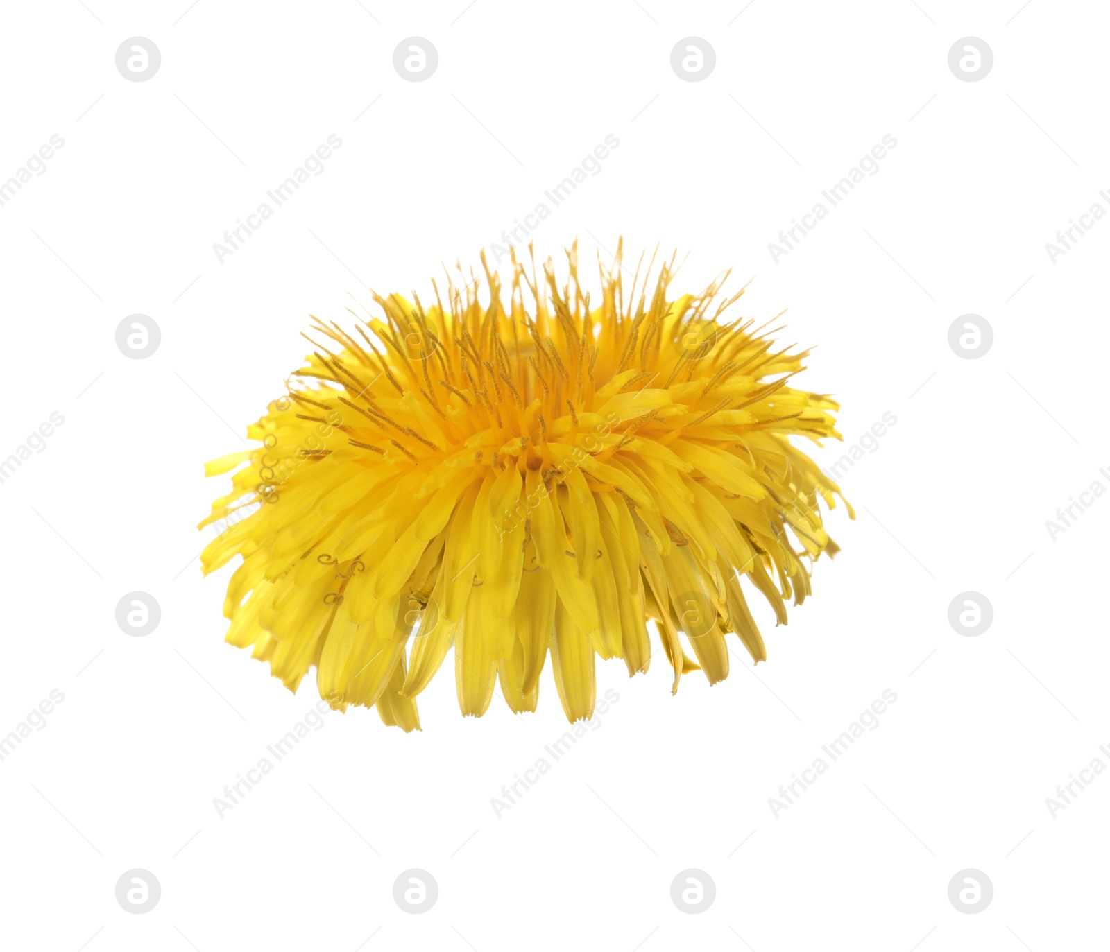 Photo of Beautiful blooming yellow dandelion isolated on white