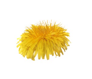 Photo of Beautiful blooming yellow dandelion isolated on white