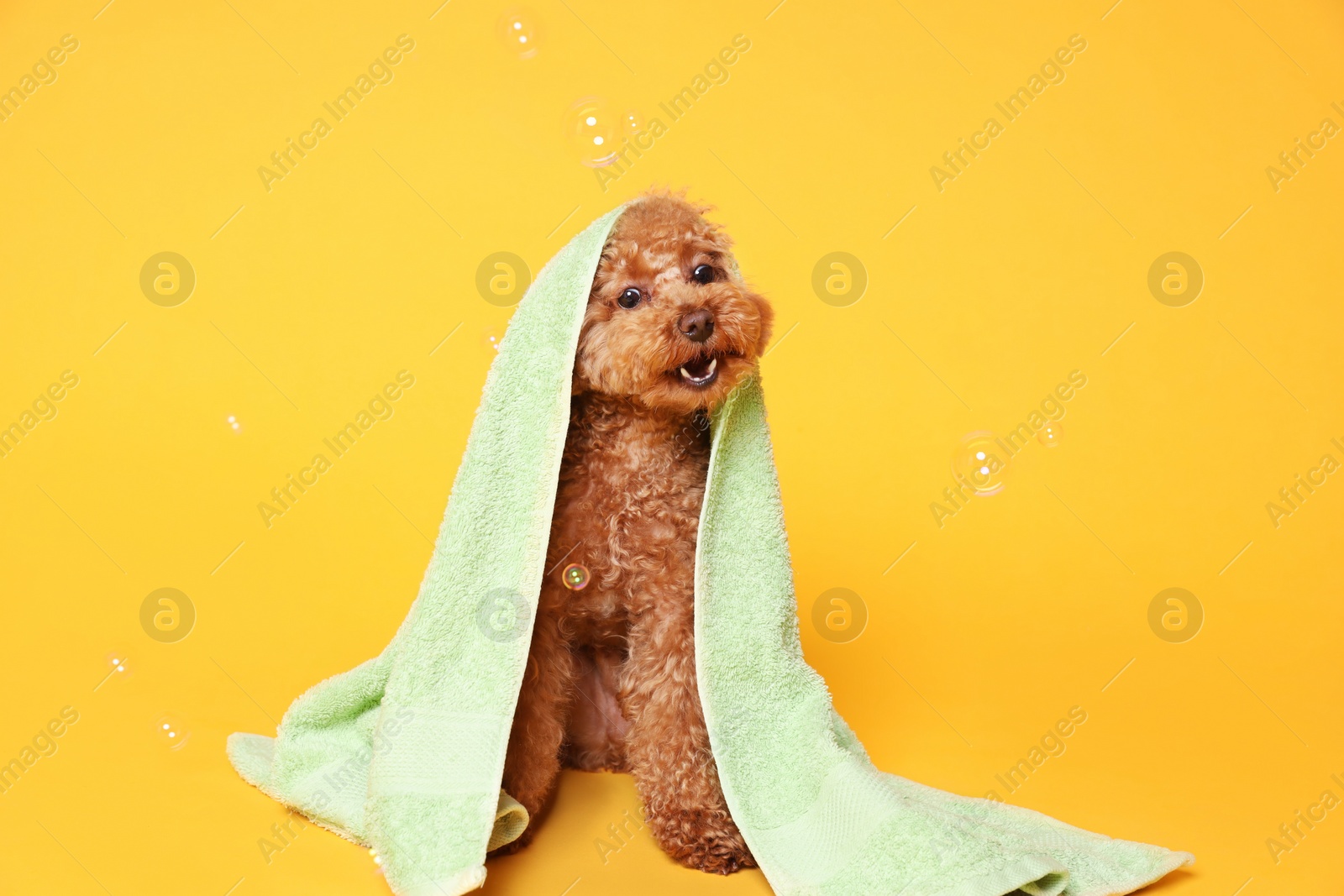 Photo of Cute Maltipoo dog wrapped in towel and soap bubbles on orange background