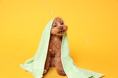 Photo of Cute Maltipoo dog wrapped in towel and soap bubbles on orange background