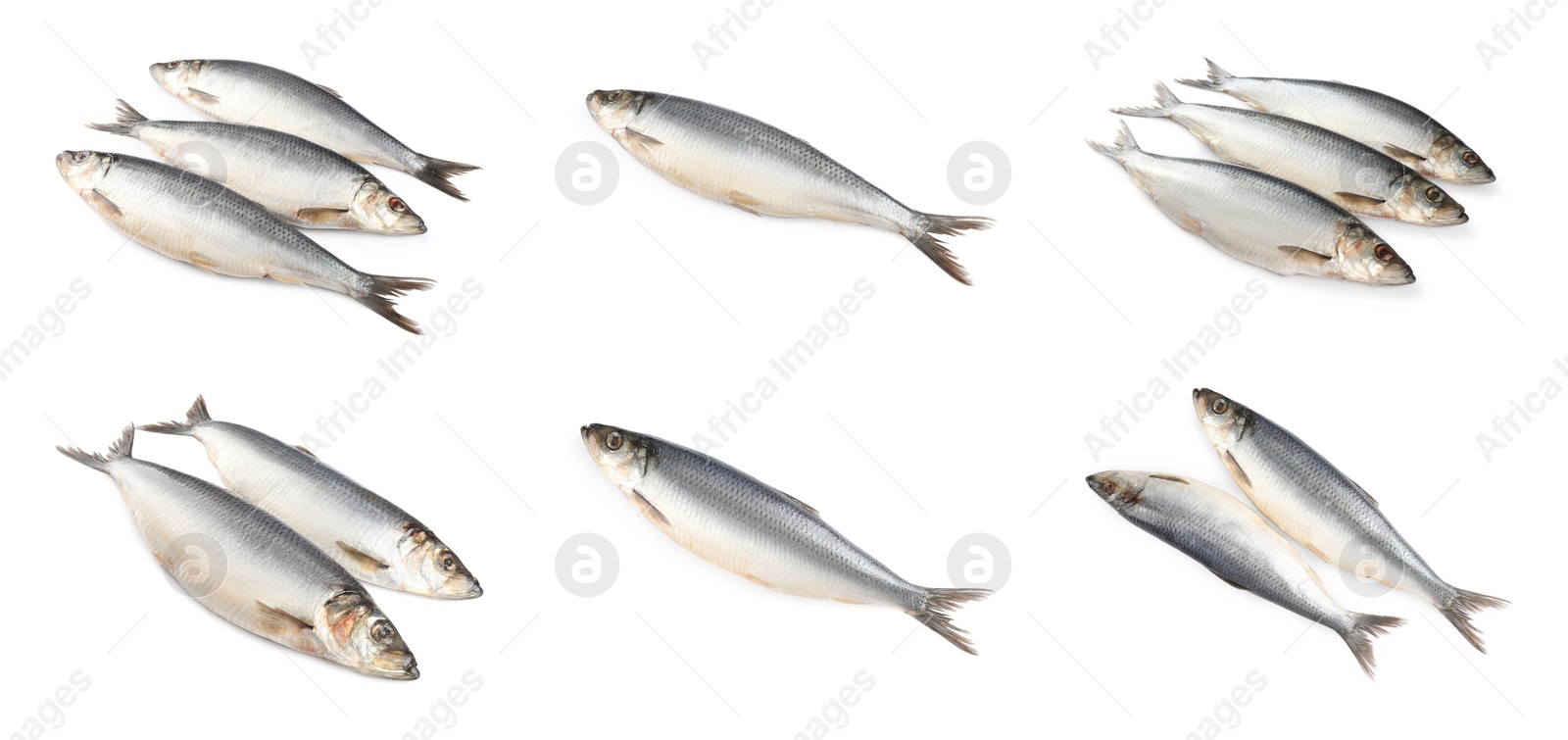 Image of Set with tasty salted herrings on white background. Banner design