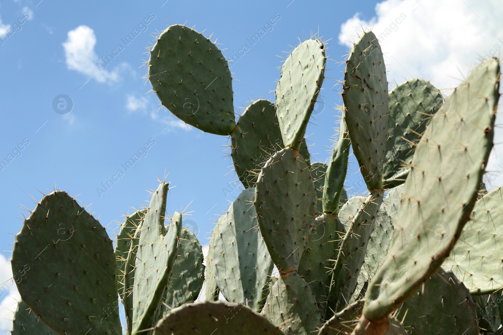 Photo of Beautiful prickly pear cactus growing against blue sky, closeup