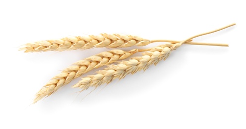 Spikelets on white background. Healthy grains and cereals