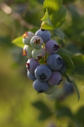Photo of Wild blueberries growing on sunny day , closeup. Seasonal berries