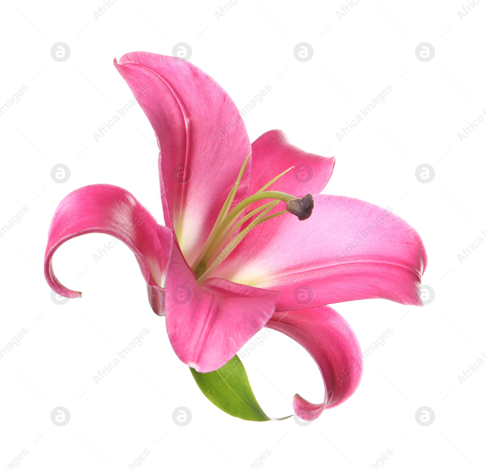 Photo of Beautiful pink lily flower isolated on white