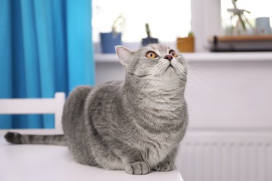 Cute Scottish straight cat on white table indoors