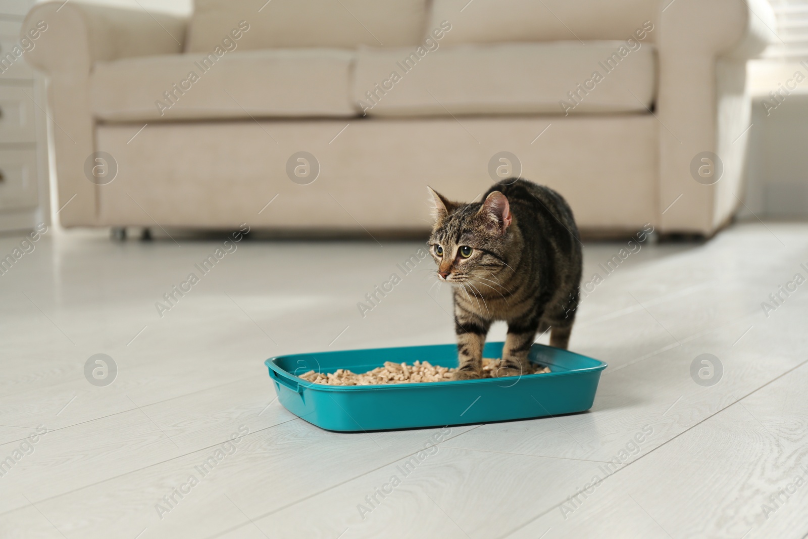 Photo of Tabby cat near litter box at home