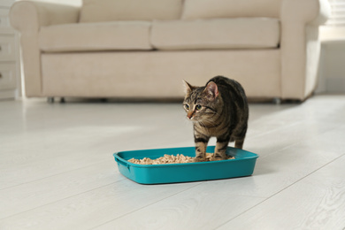 Tabby cat near litter box at home