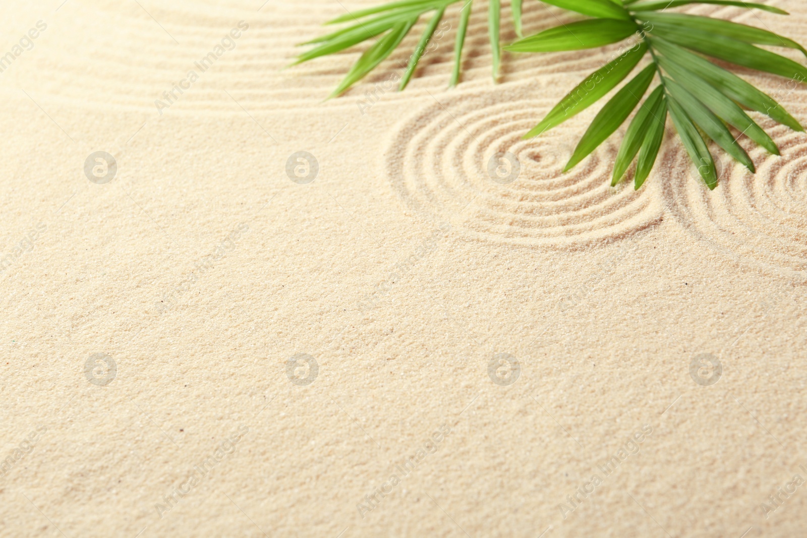 Photo of Zen rock garden. Circle patterns and green leaves on beige sand