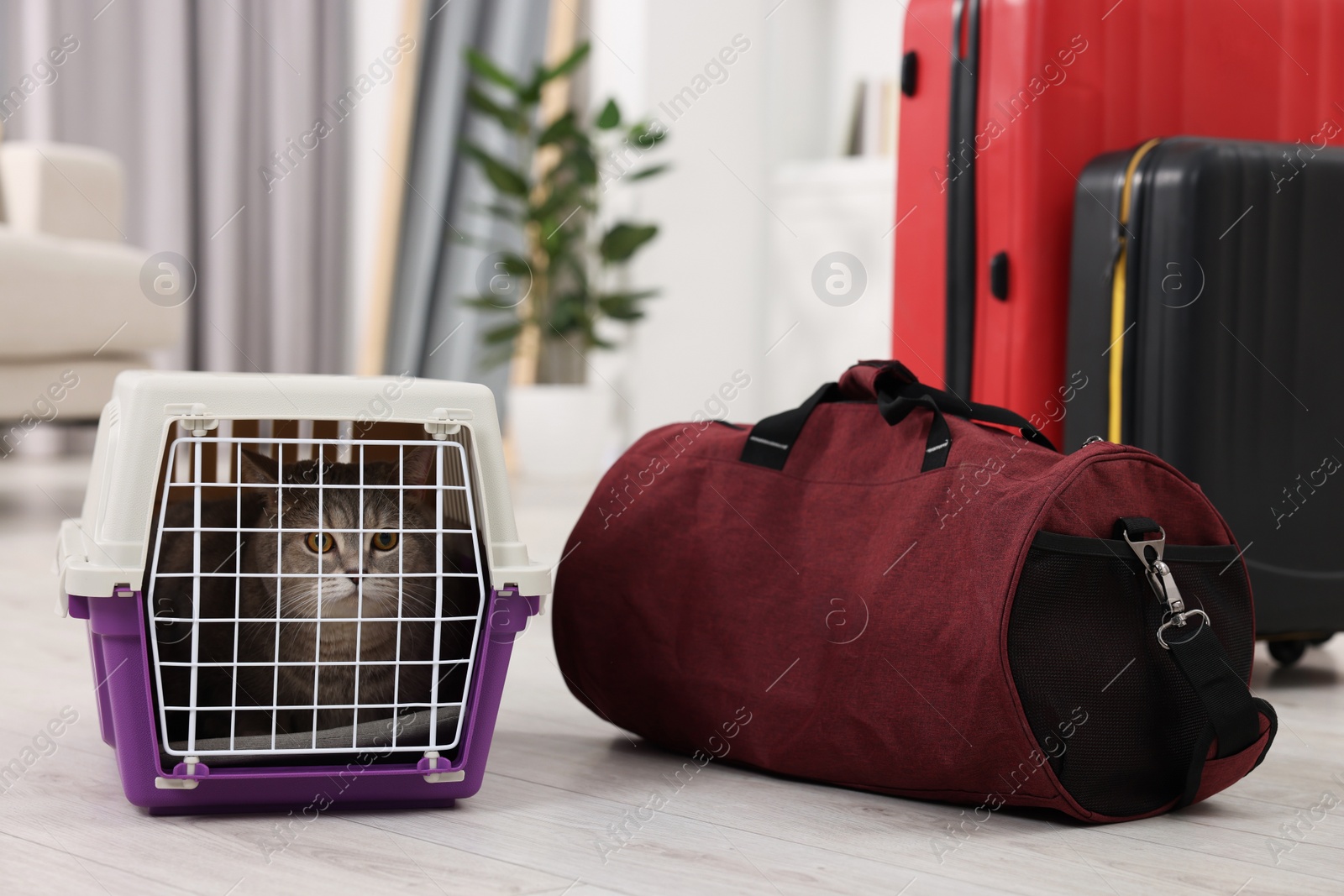 Photo of Travel with pet. Cute cat in carrier and bag at home