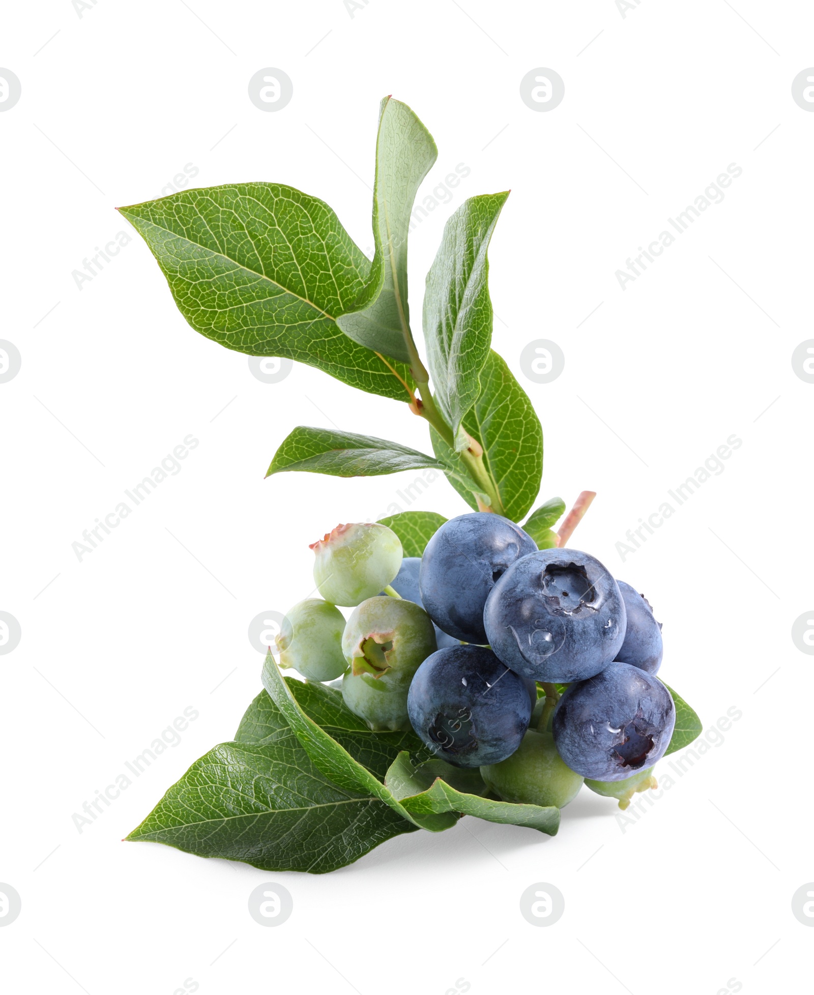 Photo of Twig with tasty blueberries and leaves isolated on white