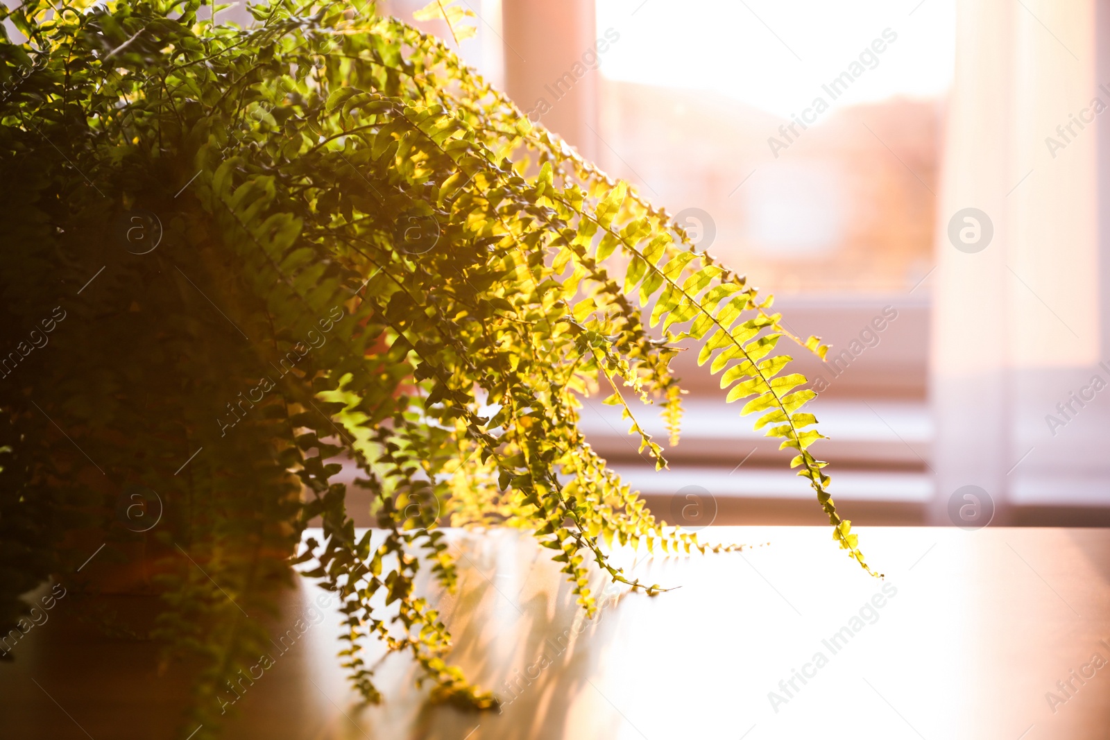 Photo of Fern plant on table at home, closeup