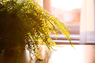 Fern plant on table at home, closeup