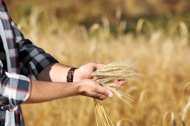 Farmer with wheat spikelets in field, closeup. Cereal grain crop