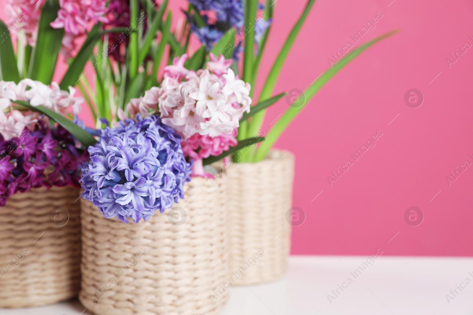 Photo of Beautiful hyacinths in wicker pots on table against color background, space for text. Spring flowers