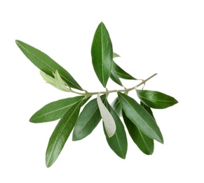 Twig with fresh green olive leaves on white background