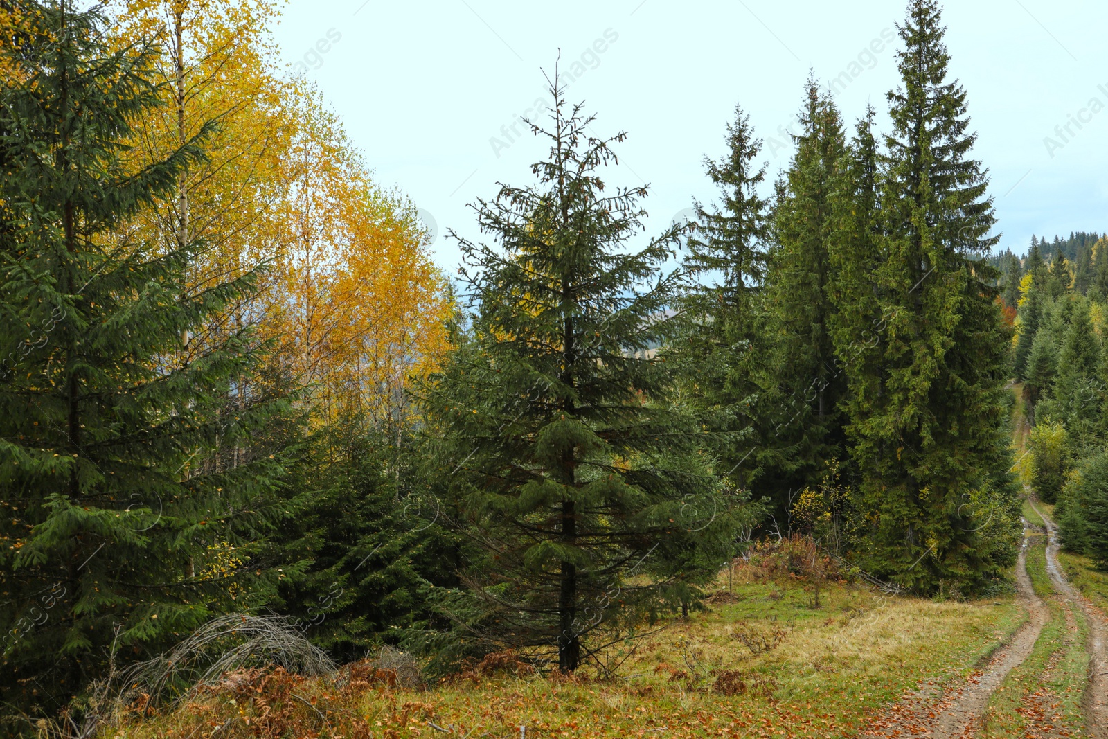 Photo of Beautiful view of pathway going through forest in autumn