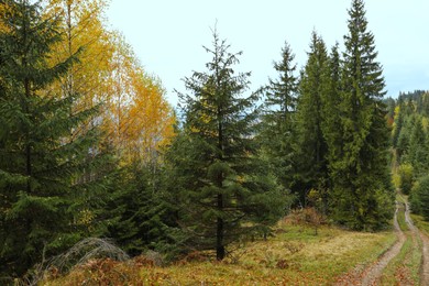 Photo of Beautiful view of pathway going through forest in autumn