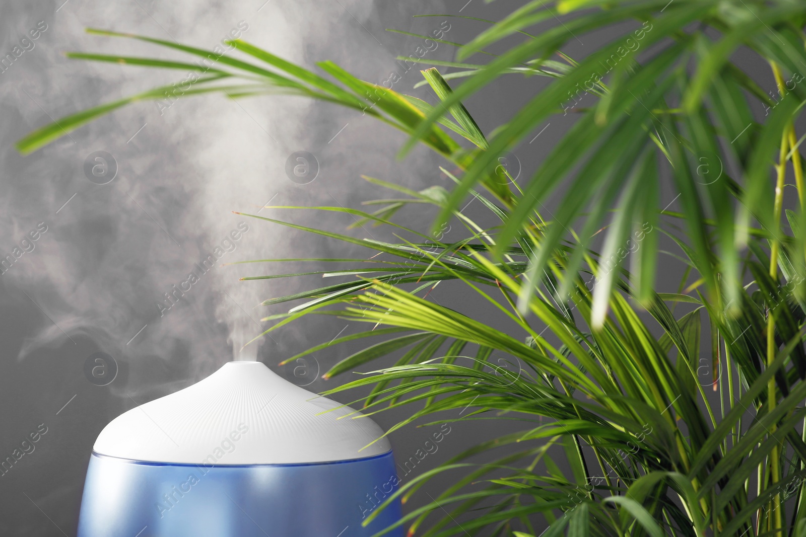 Photo of Air humidifier near houseplant against grey wall