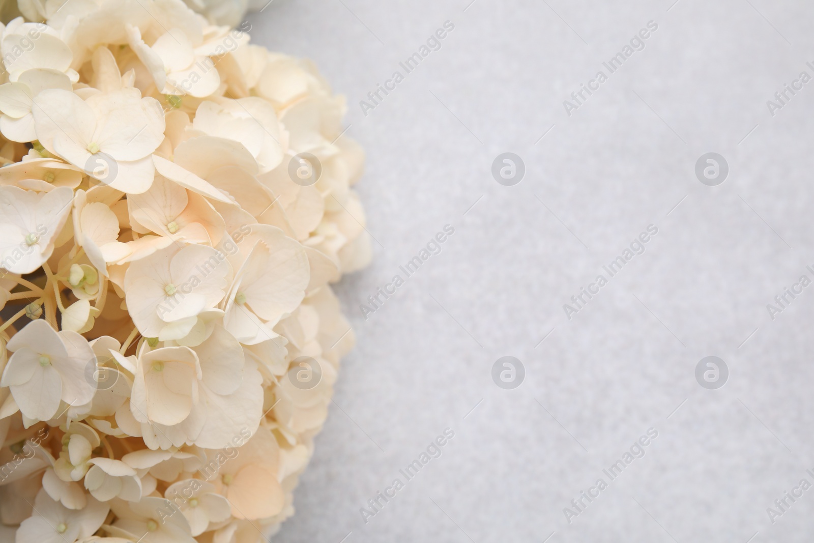Photo of Beautiful hydrangea flower on light textured background, closeup. Space for text