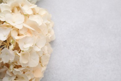 Photo of Beautiful hydrangea flower on light textured background, closeup. Space for text