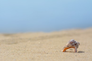 Photo of Closeup view of beautiful seashell on beach sand. Space for text