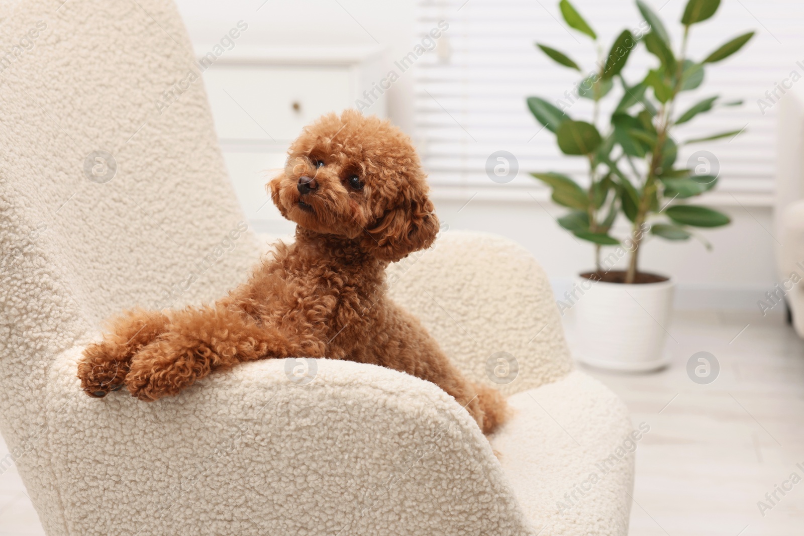 Photo of Cute Maltipoo dog resting on armchair at home, space for text. Lovely pet