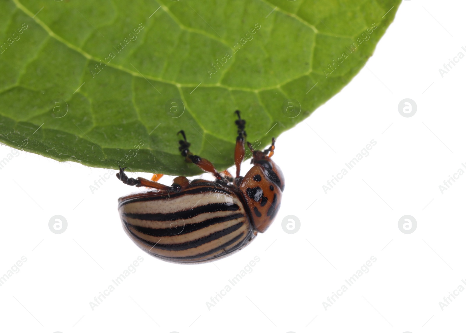 Photo of Colorado potato beetle on green leaf against white background