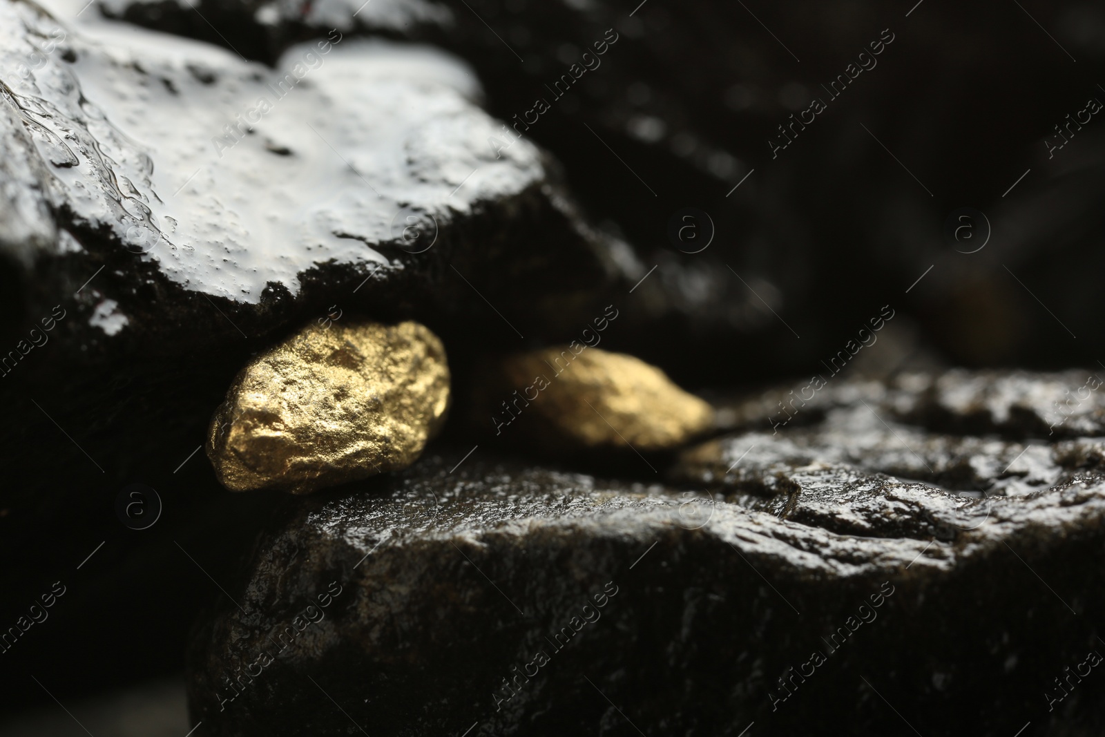 Photo of Shiny gold nuggets on wet stones, closeup. Space for text