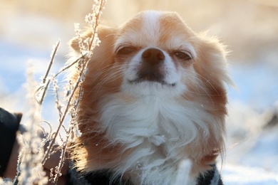 Cute little dog outdoors on winter morning. Snowy weather